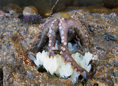 Lesser Two-spot Octopus photographed in California
