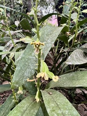 Prosthechea tigrina