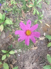 Cosmos parviflorus