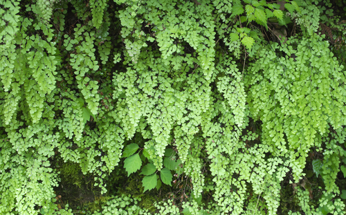 Adiantum monochlamys iNat (1)