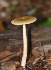 Amanita sinicoflava