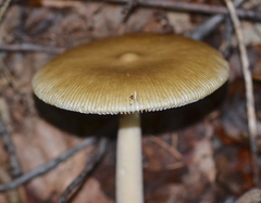 Amanita sinicoflava