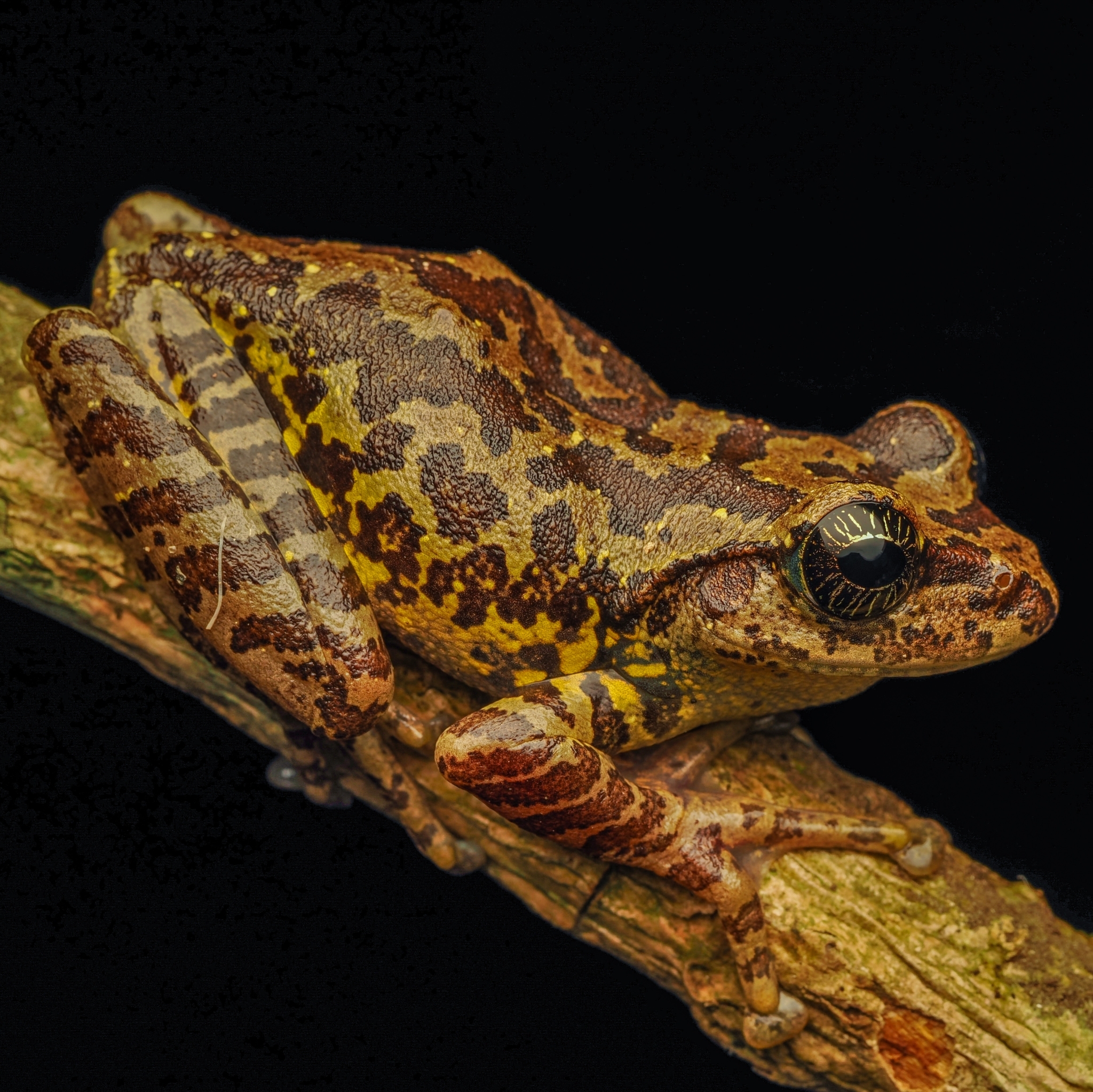 Starry Eyed Ghat Tree Frog