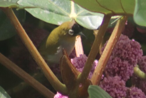Black-capped White-eye (Zosterops atricapilla), photo 2