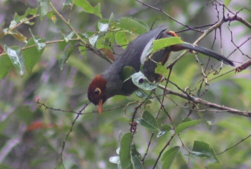 Chestnut-hooded Laughingthrush (Pterorhinus treacheri), photo 10