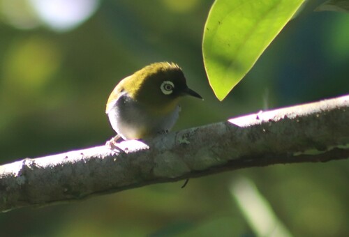 Black-capped White-eye (Zosterops atricapilla), photo 10