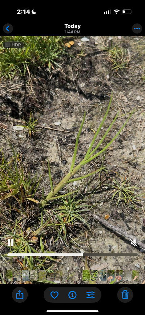 Paspalum vaginatum
