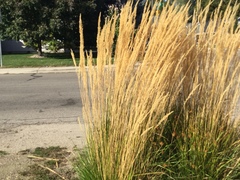 Calamagrostis × acutiflora