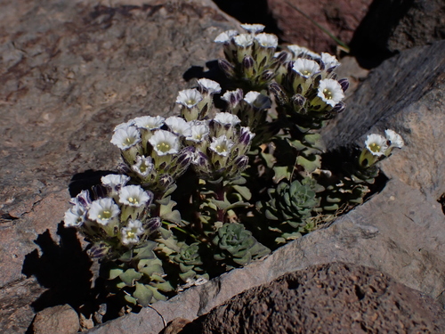 Combera paradoxa (Combera paradoxa)