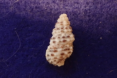 Rhinoclavis sinensis