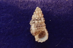 Rhinoclavis sinensis