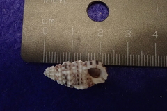 Rhinoclavis sinensis