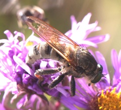 Promachus vertebratus