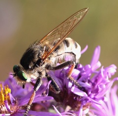 Promachus vertebratus