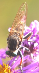 Promachus vertebratus