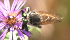 Promachus vertebratus