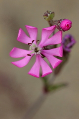 Silene colorata