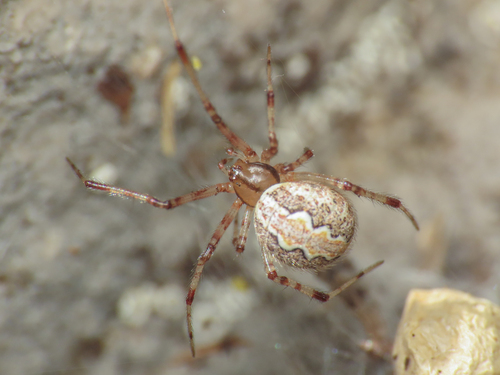 Theridion petraeum