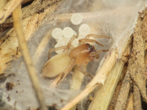 Porrhoclubiona genevensis