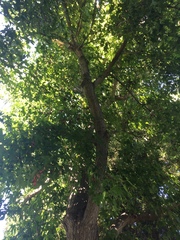Liquidambar styraciflua