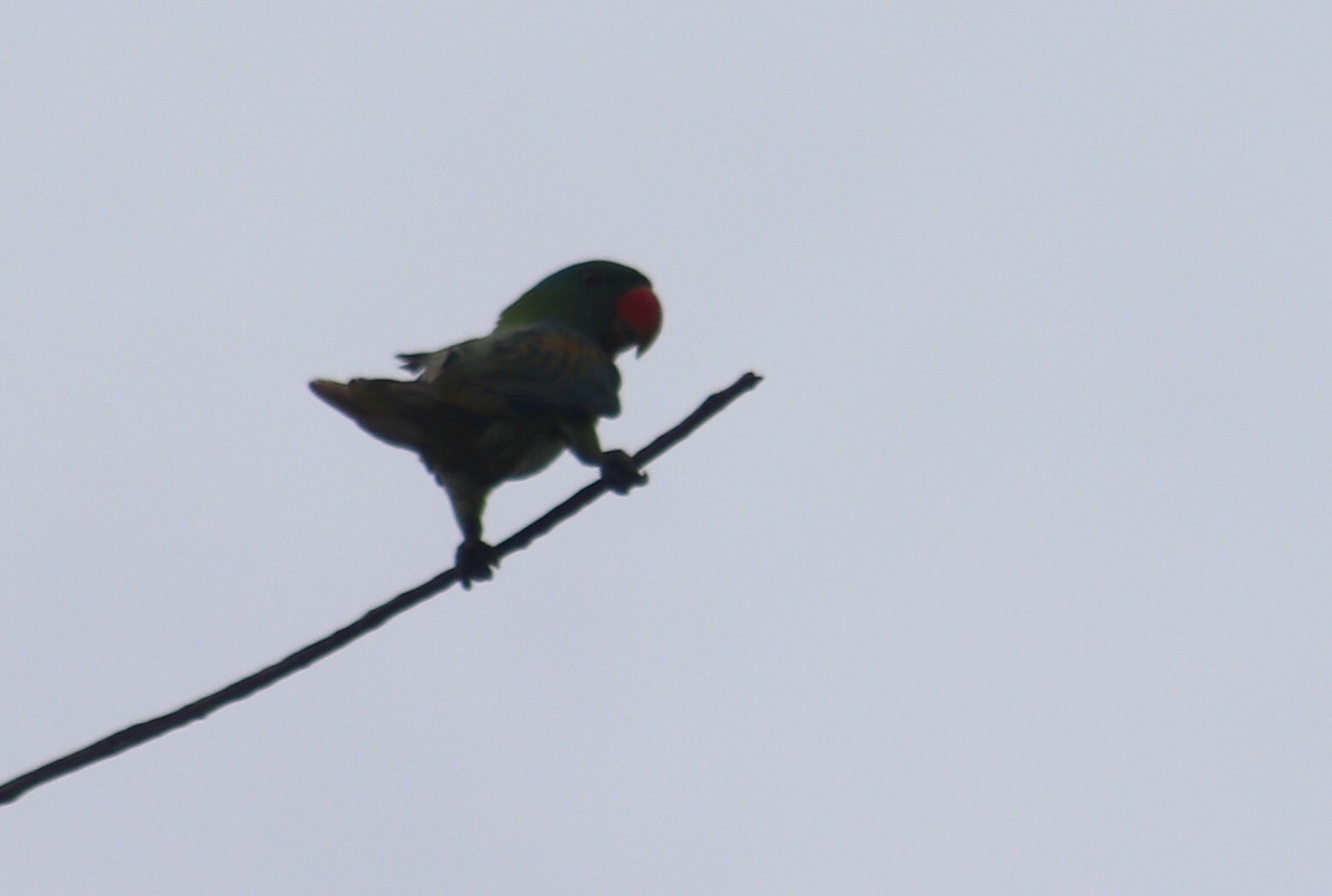 Blue-naped Parrot (Tanygnathus lucionensis), photo 7