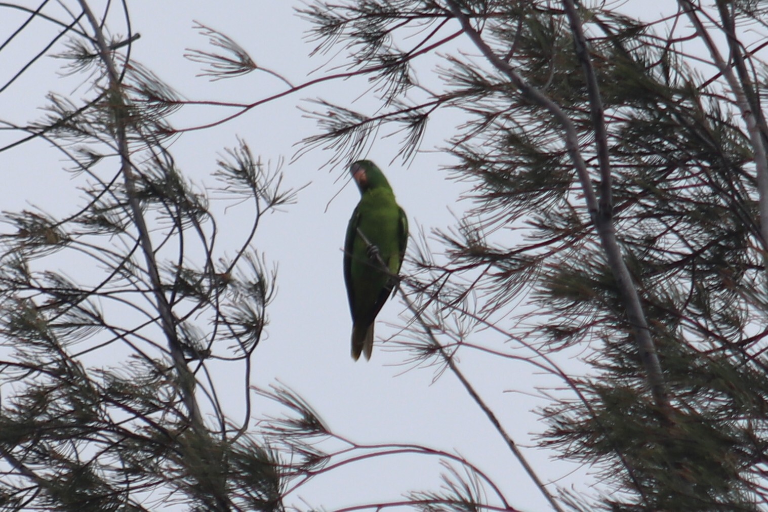 Blue-naped Parrot (Tanygnathus lucionensis), photo 8