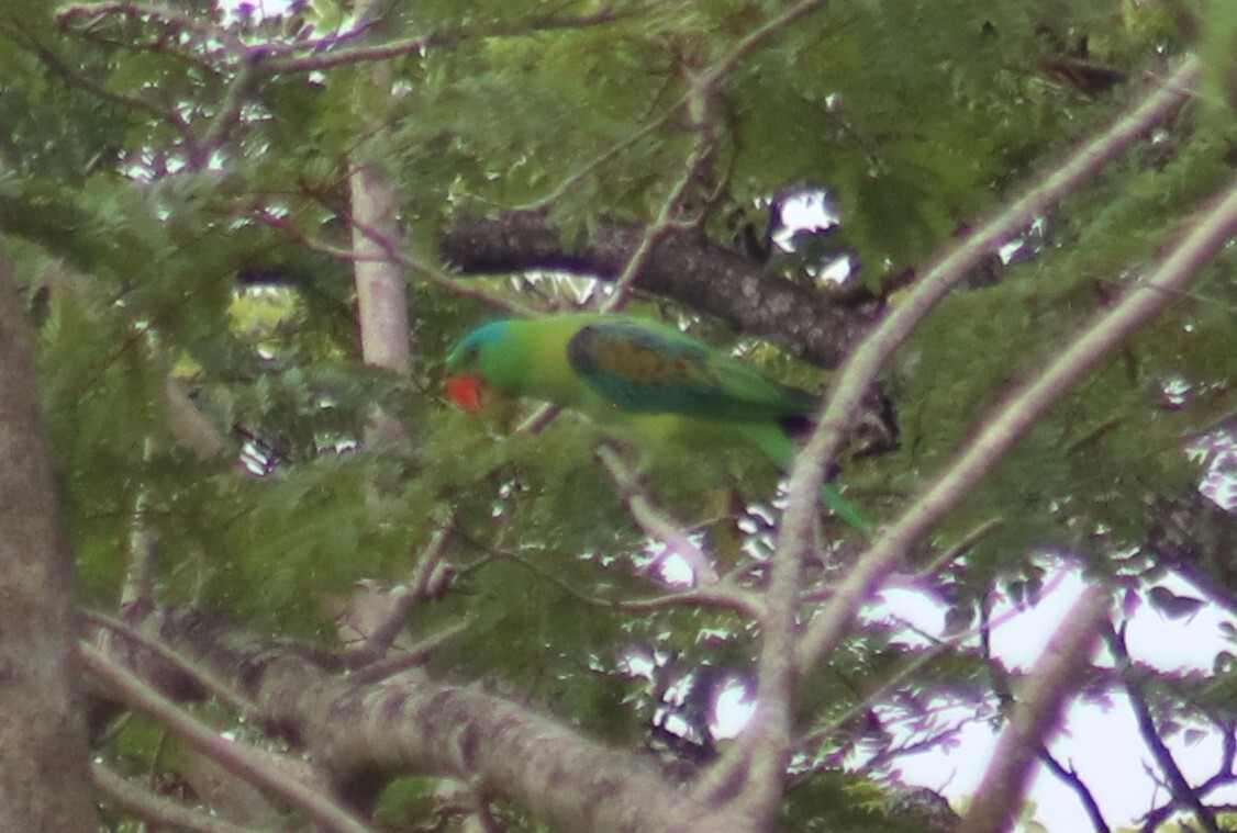 Blue-naped Parrot (Tanygnathus lucionensis), photo 9