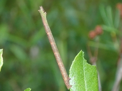 Thalera pistasciaria
