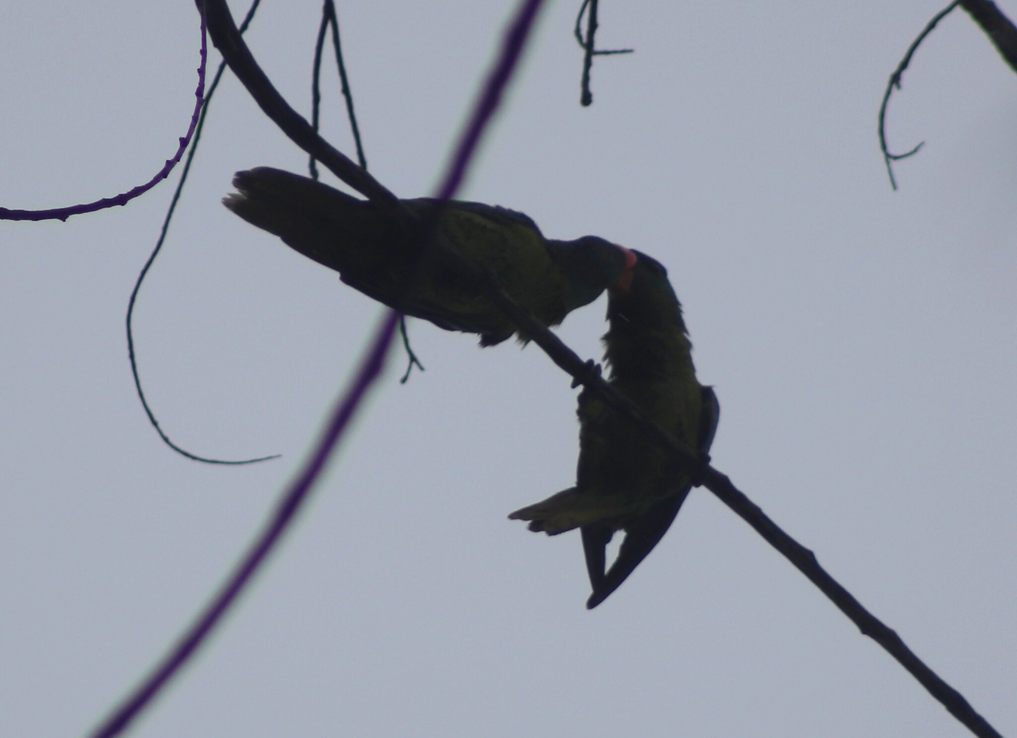 Blue-naped Parrot (Tanygnathus lucionensis), photo 5