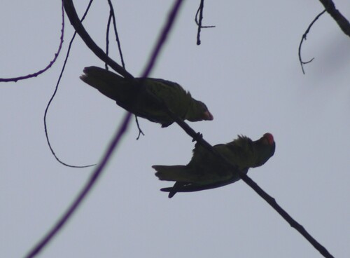 Blue-naped Parrot (Tanygnathus lucionensis), photo 3