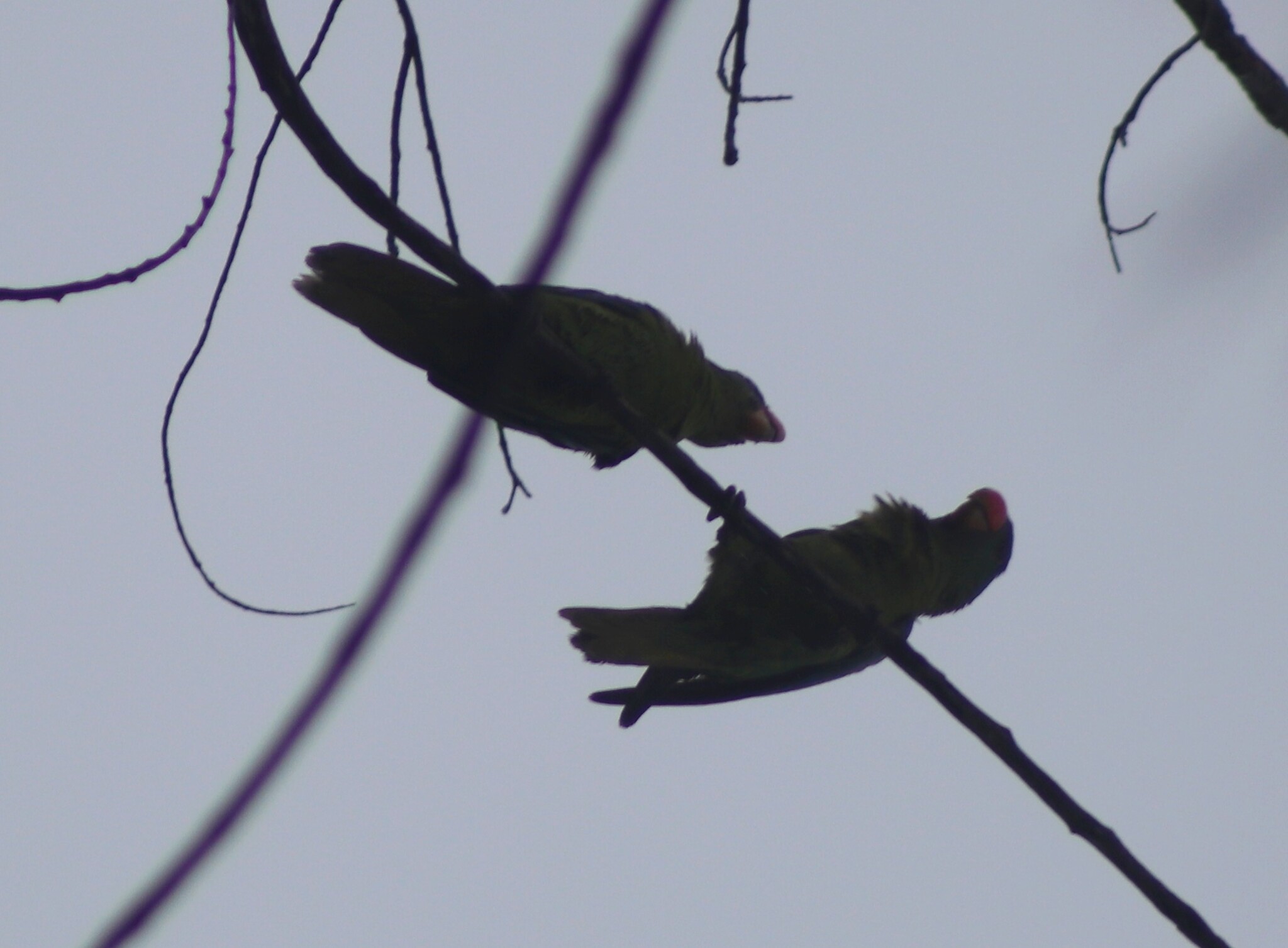 Blue-naped Parrot (Tanygnathus lucionensis), photo 4