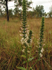 Coutoubea spicata