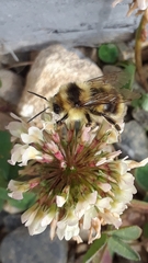 Bombus bifarius