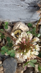 Bombus bifarius