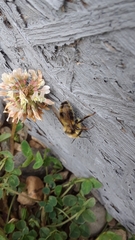 Bombus bifarius