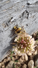 Bombus bifarius