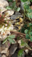 Bombus bifarius