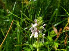 Stachys stebbinsii