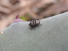 Peltophorus polymitus