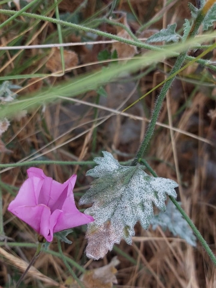 Erysiphe convolvuli