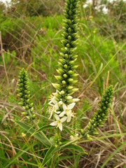 Coutoubea spicata