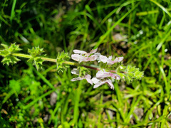 Stachys stebbinsii