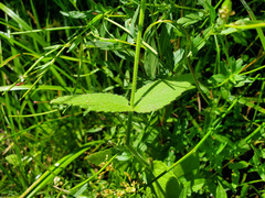 Stachys stebbinsii