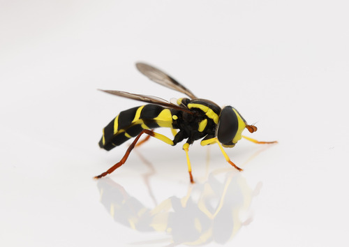 Xanthogramma pedissequum nuotrauka
