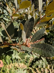 Chrysolepis sempervirens