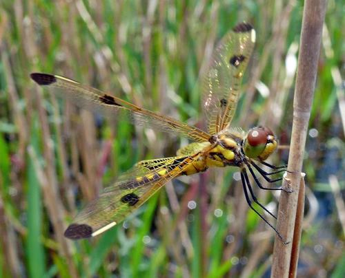 Calico Pennant