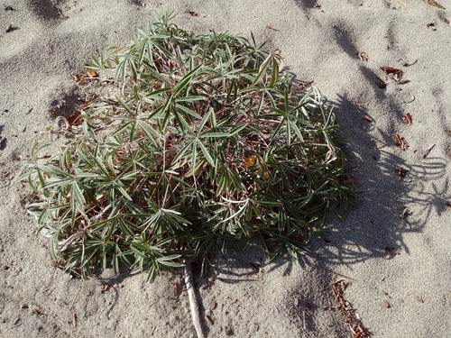 Image of Lupinus kuschei by (c) Syd Cannings, some rights reserved (CC BY)