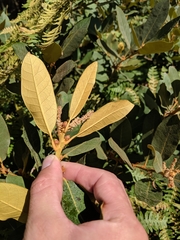 Chrysolepis sempervirens