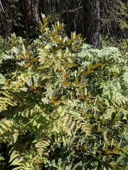 Chrysolepis sempervirens