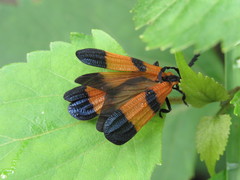 Calopteron reticulatum
